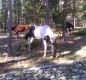 [Image: Rocky Mtn 35+ Acre Ranch Lodge House, Hiking, Horses and Cows &amp; Lots of Fun]