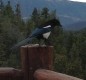 [Image: 1/2 Hr S. of Denver on a Private Mountain Side with Big Views]