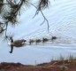 [Image: Quiet Mountain-View, Lakeside Cabin Among Giant Pines, Newly Built]