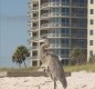 [Image: 4BR/4BA Beach Front-Indoor+Outdoor Pools-Perdido Key]