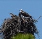 [Image: Great Vacation..St George Plantation on St George Island]