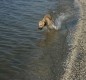 [Image: Pets Welcome, $750/wk, Across from Beach]