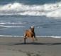 [Image: Pets Welcome, $750/wk, Across from Beach]