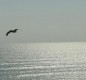 [Image: Ocean View Condo on South Hutchinson Island, Fl]