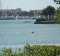[Image: Watch Porpoises as You Relax at Our Beautiful Hutchison Island Waterfront Condo!]