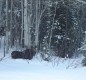 [Image: Cabin Bordering Medicine Bow Nf, Snowy Range Mountains, Wyoming]