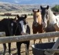 [Image: Halfway Between Yellowstone Park and Cody, Wyoming - Horses Welcome!]