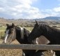[Image: Halfway Between Yellowstone Park and Cody, Wyoming - Horses Welcome!]
