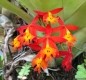 [Image: Rain Forest Hideaway, Enjoy the Country of Hilo]