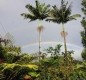 [Image: Rain Forest Hideaway, Enjoy the Country of Hilo]