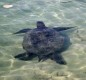[Image: Oceanfront, Swim, Snorkel, Sea Turtles!]