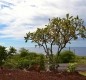 [Image: Kohala Cottage, 180Â° Ocean View!]