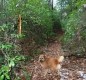 [Image: On a Bluff Overlooking Clear Creek, Sipsey Wilderness, Trails!]