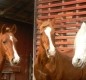 [Image: Family Vacation Farm in West Virginia: Ponds, Atvs, Horses...]