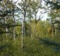 [Image: Aspen Hideout Near Yellowstone, Island Park, Grand Teton, Henry's Fork River]