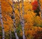 [Image: Aspen Hideout Near Yellowstone, Island Park, Grand Teton, Henry's Fork River]