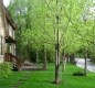 [Image: Across from Rio Grande Trail on Roaring Fork River. Walk to Downtown Aspe]