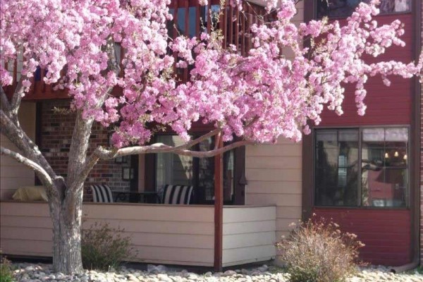 [Image: Luxery Condo in Castle Rock, Near to Denver. Amazing Remodel]