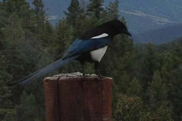 [Image: 1/2 Hr S. of Denver on a Private Mountain Side with Big Views]