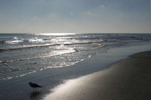 [Image: Breathtaking Oceanfront Condo - New 50' Flat Screen!]