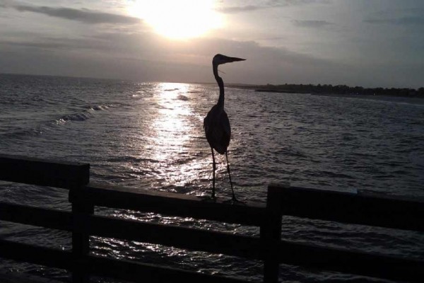 [Image: Club at Mexico Beach 2a - Gulf View Condo]