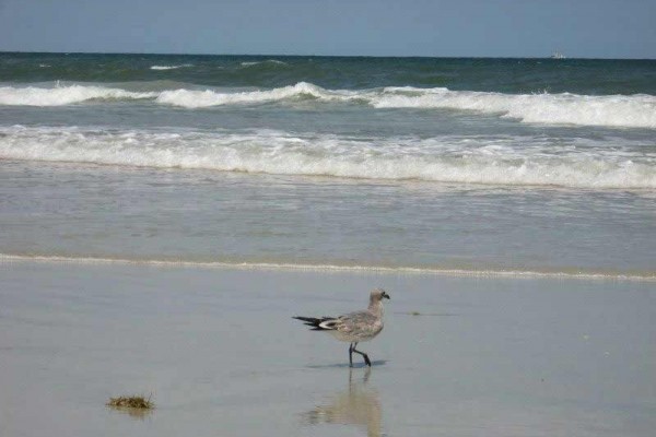 [Image: Panoramic Ocean Views; Only Footsteps to Sand and Surf]