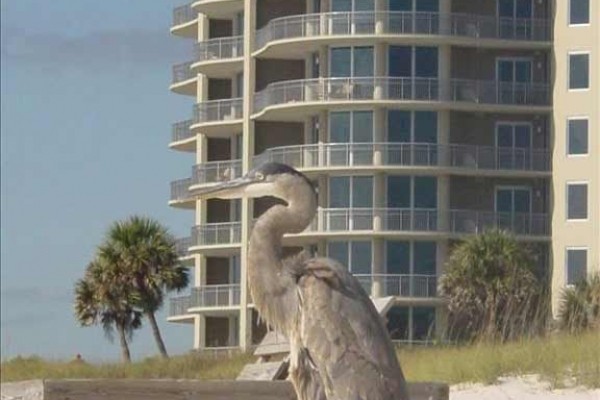 [Image: 4BR/4BA Beach Front-Indoor+Outdoor Pools-Perdido Key]