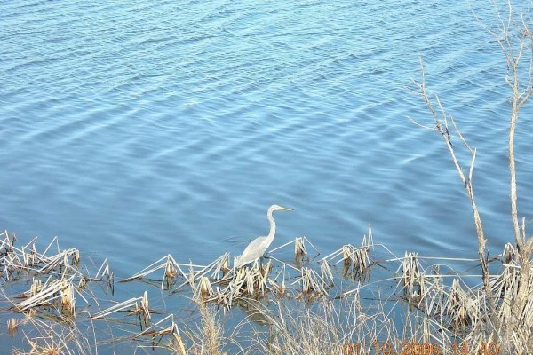 [Image: A Hidden Treasure --Spacious, Comfortable Home, Private Pool, Beach Access]