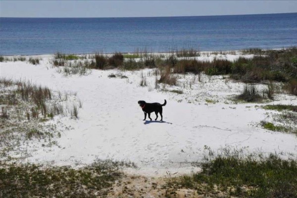 [Image: Booking Fall 14'/Winter 15'. on the Beach! Two Kitchens. Free Wifi. Dogs Ok!]