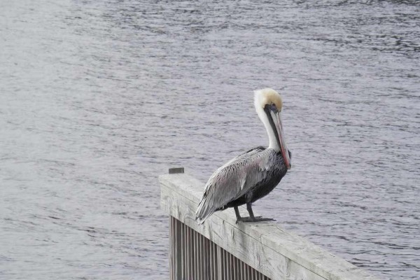 [Image: Walk to the Beach! 3 Bdrm Multi Level Home, Community Pool. Sleeps 6.]