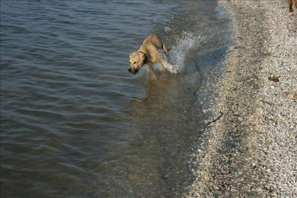 [Image: Pets Welcome, $750/wk, Across from Beach]