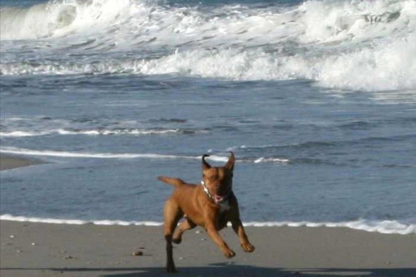 [Image: Pets Welcome, $750/wk, Across from Beach]