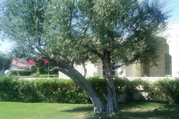 [Image: Elegant, Spacious Private Home, Pool/Spa, Tennis Rancho Mirage]