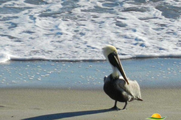 [Image: Paradise Vacation Rental - 0% Stress. Absolutely Gorgeous Beachfront Condo]