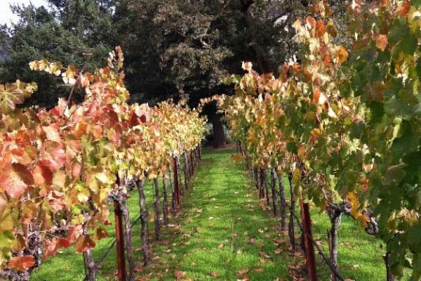 [Image: Elegant Country Vineyard Property Between St. Helena/Calistoga]