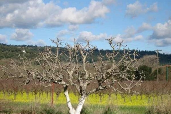[Image: Stunning St. Helena Wine Country Retreat]