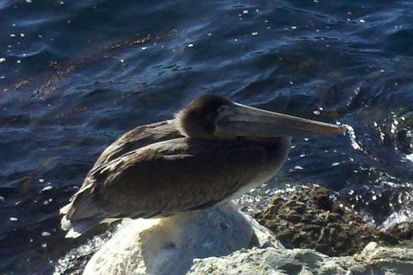 [Image: Come to Catalina Island and Experience Paradise]