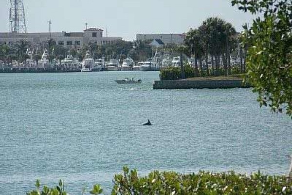 [Image: Watch Porpoises as You Relax at Our Beautiful Hutchison Island Waterfront Condo!]