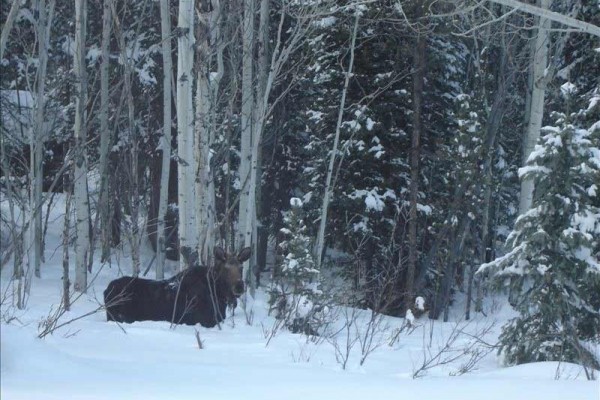 [Image: Cabin Bordering Medicine Bow Nf, Snowy Range Mountains, Wyoming]