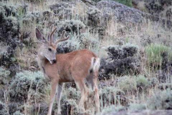 [Image: 4BR Cabin on 160 Acres of Private Land on the Encampment and North Platte Rivers - Great for Fishing!]