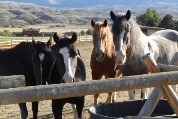 [Image: Halfway Between Yellowstone Park and Cody, Wyoming - Horses Welcome!]