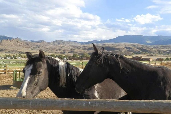 [Image: Halfway Between Yellowstone Park and Cody, Wyoming - Horses Welcome!]