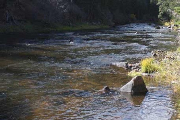 [Image: El Rancho Pequeno, Family-Friendly Premier Fly Fishing in Wyoming.]