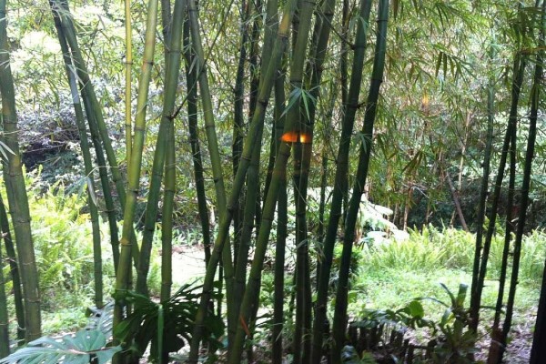 [Image: Hawaii Retreat Home in Lush Forest &amp; Bamboo, 20 Mins to Waipio Valley &amp; Beach]