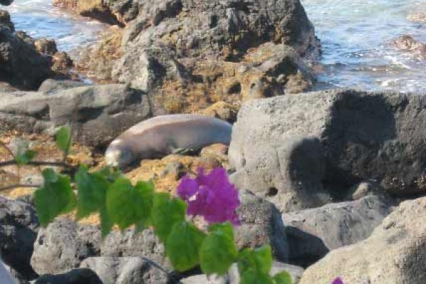 [Image: Beautiful Oceanfront Condo in Kailua-Kona, Hawaii]