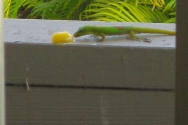 [Image: 90/1 BR Romantic, Tropical Kona Condo in a Oceanfront Complex]