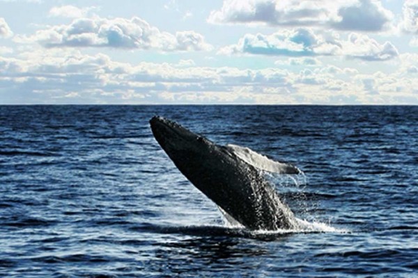 [Image: Oceanfront. Kealakekua Bay &amp; Kayaks!!! Dolphins.]