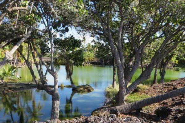 [Image: Welcome to the Beauty that is Mauna Lani Fairways Unit 1301!]