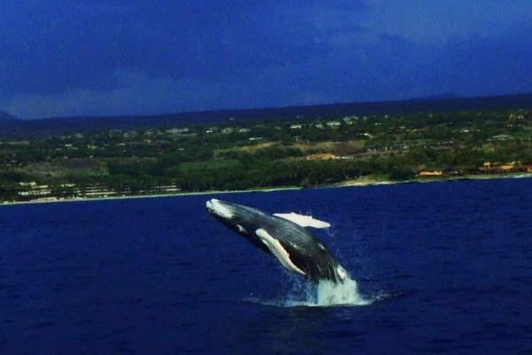 [Image: Mauna Lani Luxury Villa-Family Friendly-Golf, Spa, Snorkeling and Beach Fun.]