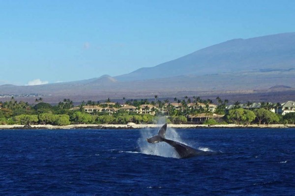 [Image: Be Our Guest at the Hawaii Dream Villa]